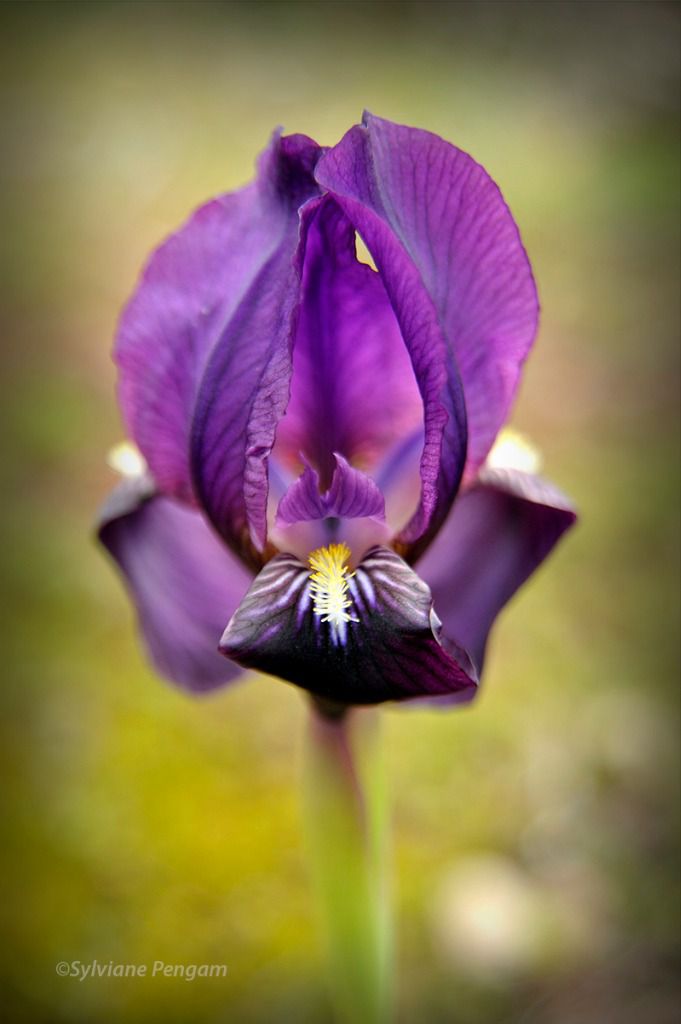 Iris de la Plaine des Maures